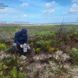 Setting up camera traps for the Overberg survey